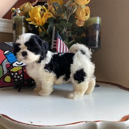 Girl 2 Luna - Black and white female Shih Tzu puppy in Troy, Michigan from "Shihtzu Best Friend"