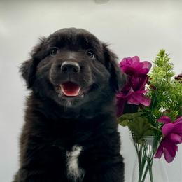 Onyx - Black male Australian Shepherd puppy in Thornton, Colorado from 303 Aussies