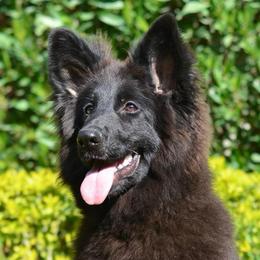 Kora - Black female German Shepherd puppy in Lexington, Virginia from Buffelbach Farmstead Shepherds