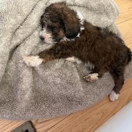 Chessie - Tri-color female Bernedoodle puppy in Chilmark, Massachusetts from Martha’s Vineyard Bernedoodles