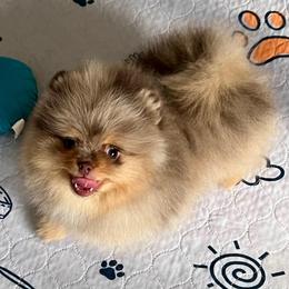 Girl 1 - Chocolate merle female Pomeranian puppy in Newalla, Oklahoma from Classy Poms