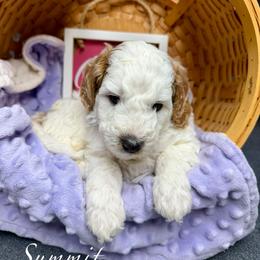Summit - Parti male Goldendoodle puppy in Boise, Idaho from Goldendoodle Baby