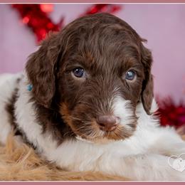 Cupid - Brown and white male Bernedoodle puppy in Connersville, Indiana from Deaz Doodle Ranch