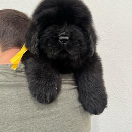 Yellow boy - Black male Newfoundland puppy in Nevis, Minnesota from Faithful Acres Newfs