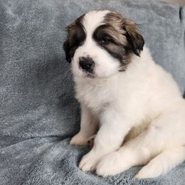 Finley - Great Pyrenees puppy from Flewelling Great Pyrenees
