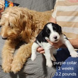 Purple collar girl - Black and white female Bernedoodle puppy in Fairmount, Indiana from Capens' Doodles,Poodles and Poo's