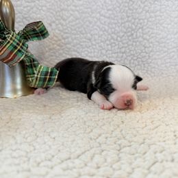 Vixen - Black tri male Toy Australian Shepherd puppy in Aurora, Missouri from Sweet Peach Puppies
