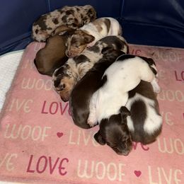 Dachshund Puppies from Rutherford Ranch Dachshunds
