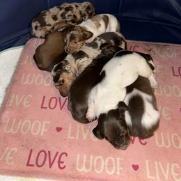Dachshund Puppies from Rutherford Ranch Dachshunds