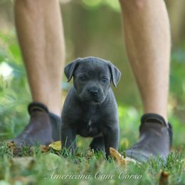 Vexa - Gray female Cane Corso puppy in Cable, Ohio from Americana Cane Corso