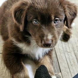 Red male 3 - Red & white male Australian Shepherd puppy in Montrose, Iowa from A-J Farms Iowa