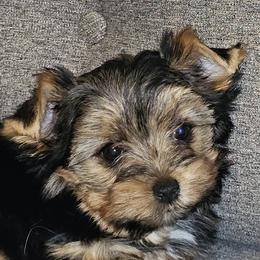TeddyBoy - Black and tan male Yorkshire Terrier puppy in Jamestown, Tennessee from Royal  Furbabies