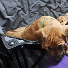 Rhodesian Ridgeback Puppies from DragonRidge