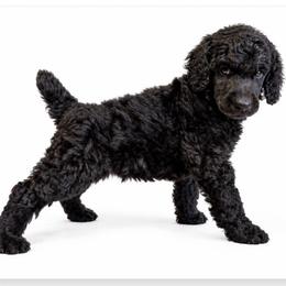 Joshua - Black male Poodle puppy in Greenwich, New York from MizzElle’s Standard Poodles