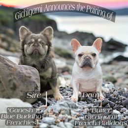 Butter - French Bulldog