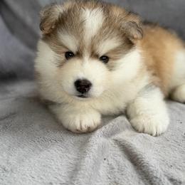 Curly - Wolf sable male Pomsky puppy in Memphis, Missouri from Happy Hills Kennels