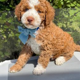 Rigatoni - Red  male Goldendoodle puppy in Miami, Florida from Jade’s Paws & Co. Of Miami LLC