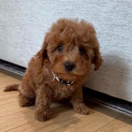Crème collar girl - Red  female Goldendoodle puppy in Ridgewood, New Jersey from Jessie’s Doodles
