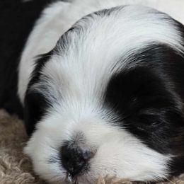 Havanese from Karol's Havanese