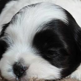 Havanese from Karol's Havanese