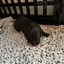 Puppy 1 - White male Boxer puppy in Lakeland, Florida from Cote's Boxers