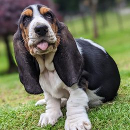 patty - Basset Hound