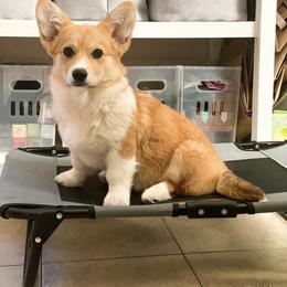 "Korra (Litter 2/@korradacorgi)" Pembroke Welsh Corgi All Grown Up from H Patisserie Corgis