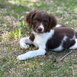 Trigger - Liver and white male Brittany puppy in Adairsville, Georgia from Rocking L Farms