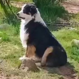 Augie - Australian Shepherd