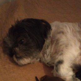 Shih Tzus from Lisa's Shih Tzus