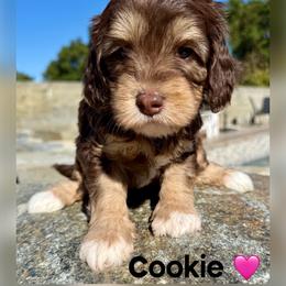 Cookie - Chocolate female Australian Labradoodle puppy in Sacramento, California from Delta Breeze Labradoodles