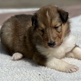 Girl - Red collar - Sable and white female Collie puppy in Boonville, Indiana from M&J Country Kennels