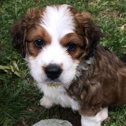 Aussiedoodles and Miniature Australian Shepherds from Double E Doodles