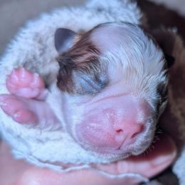 Boy 4 - Red male Boston Terrier puppy in Kingsport, Tennessee from Sleepwalker Bostons