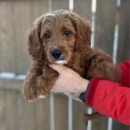 Chestnut - Red  male Goldendoodle puppy in Indianapolis, Indiana from Indy Doodle Co.