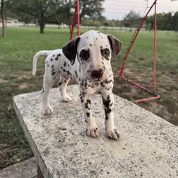 Green - White and liver brown male Dalmatian puppy in Lockhart, Texas from Haus of Dals