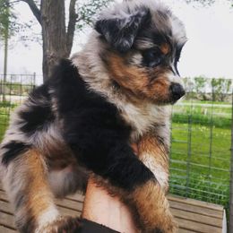 Australian Shepherd Puppies from Diamond Aussies N the Rough