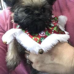 Bernese Mountain Dog and Brussels Griffon Puppies from Brooks Berner Bears