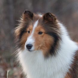Spice - Shetland Sheepdog