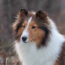 Spice - Shetland Sheepdog