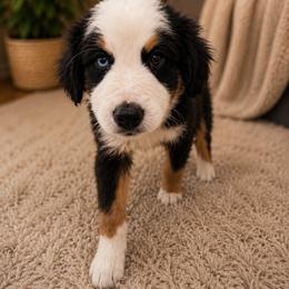 Puppy 1 - Black & white male Miniature Australian Shepherd puppy in Hesperia, California from Brigs Aussies