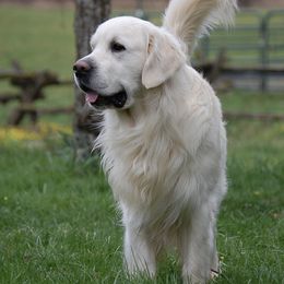 Asher - Golden Retriever