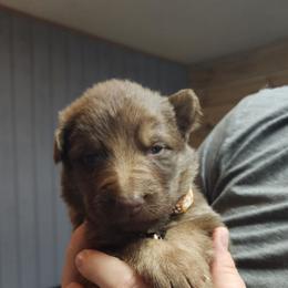 Parmesan (Brown) - Liver male German Shepherd puppy in Garrett, Indiana from Devil-Dog Shepherds