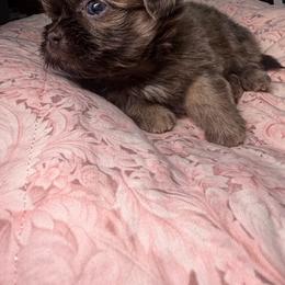 Royal - Blue female Shih Tzu puppy in Coolidge, Arizona from Shih Tzu’s  ‘N’ Love