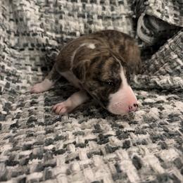 Salem - Fawn brindle female Whippet puppy in Fort Myers, Florida from Rainbow Whippets