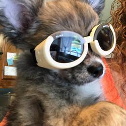 Chihuahua Puppies from B&D Chihuahuas