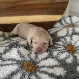 Sandy - Cream female Dachshund puppy in Newport, Tennessee from Justice Doxies