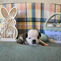 Girl 4 (panda) - Fawn female Pug puppy in Auburn, Kentucky from Prentice Family Pugs