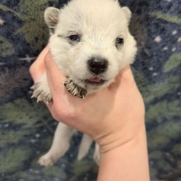 Spice - Blue mottled female Australian Cattle Dog puppy in Mena, Arkansas from Red Desert Australian Cattle Dogs