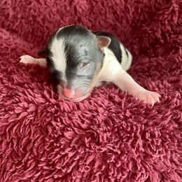 Biewer Terrier Puppies from Petit Bijou